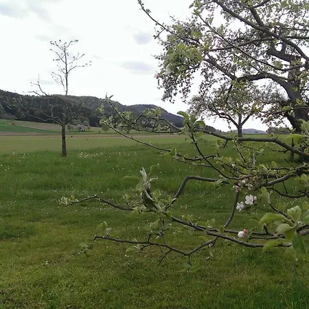 Zapa Singen (Hohentwiel)